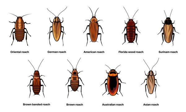 Quels insectes ressemblent à des cafards