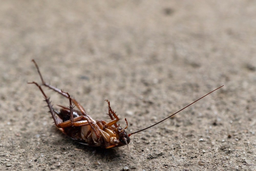 Combien de temps faut-il pour que les cafards meurent après les visites d'un exterminateur