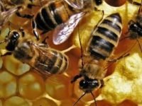 Extermination des abeilles à Montréal