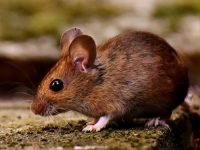 Extermination des souris à Montréal Extermination des souris à Montréal
